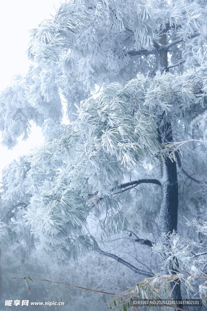 雾凇覆盖的树木景观