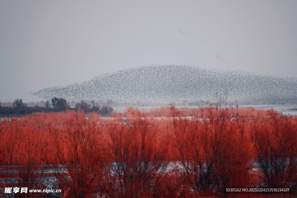 红林覆雪的冬日壮丽景观