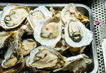 新鲜牡蛎摆盘展示