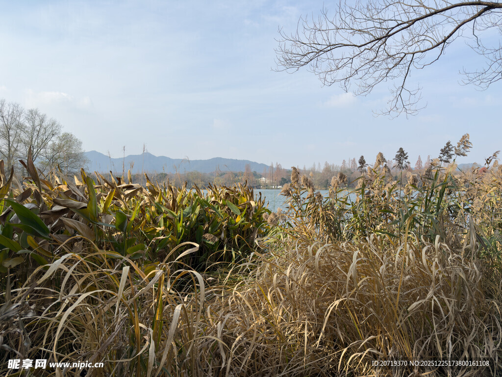 湖畔芦苇景观