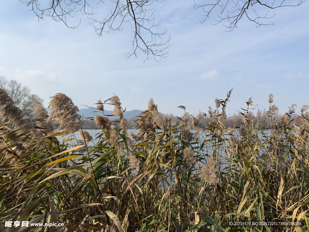 湖畔芦苇荡