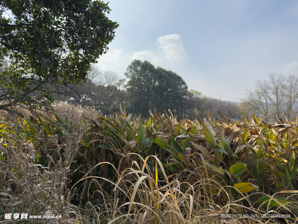 野外秋日植物景观