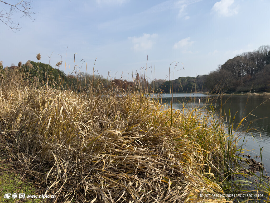 湖畔金黄芦苇自然风光