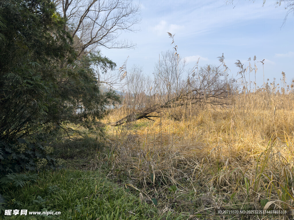 野外荒草地与树木景观
