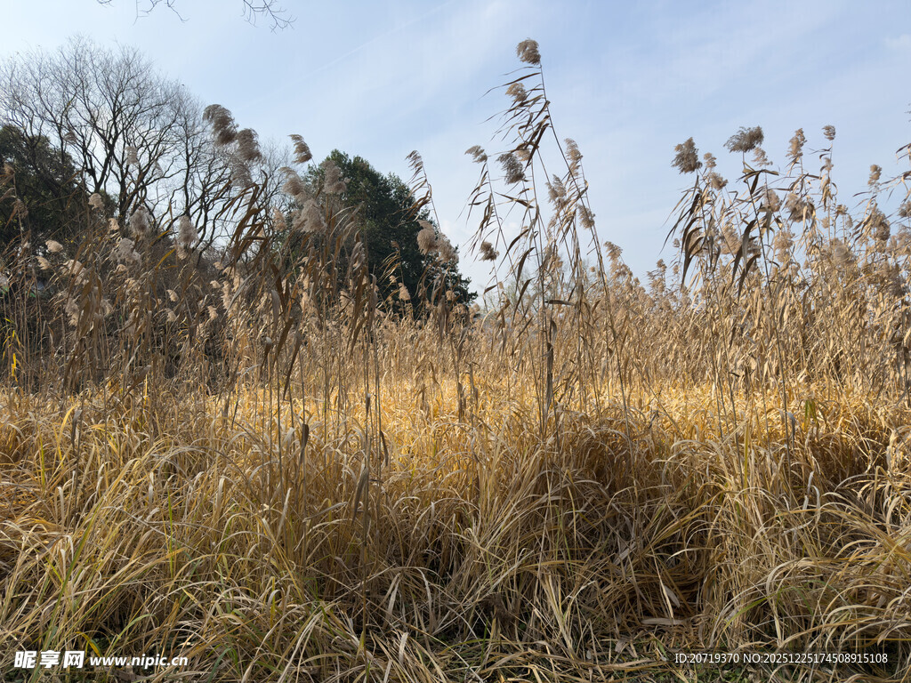 秋日旷野中的枯黄野草