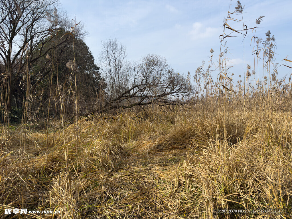 秋日枯黄的芦苇
