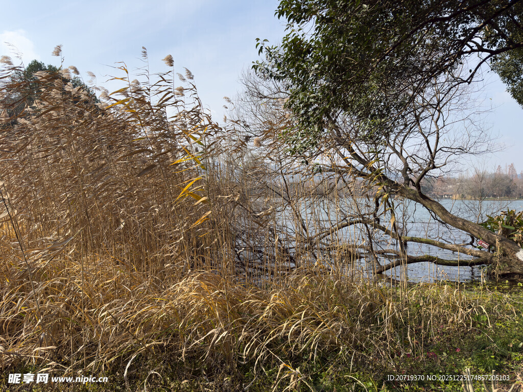 秋日湖畔枯苇与树木景色