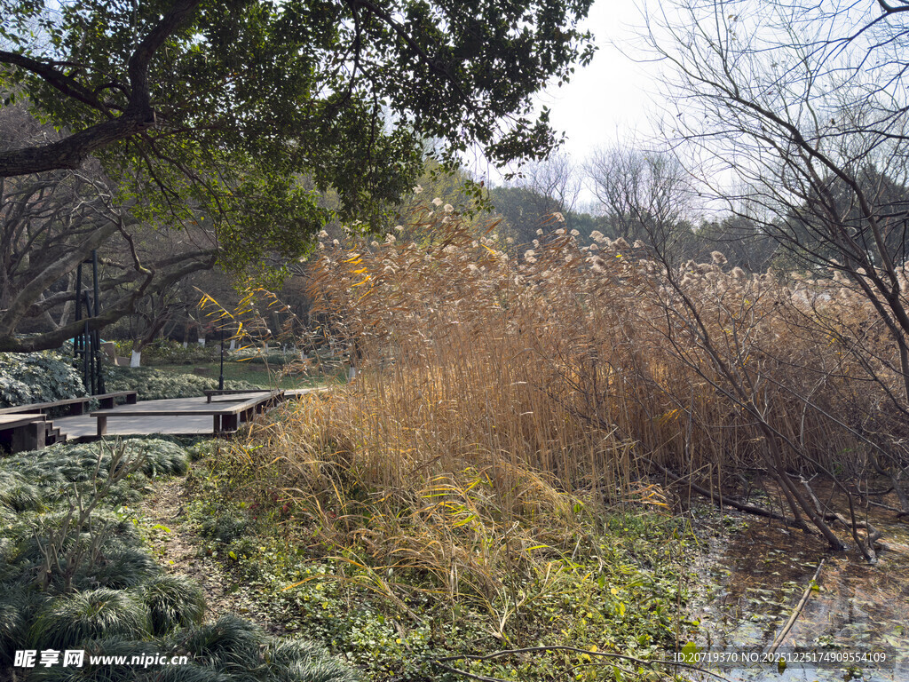 冬日郊野芦苇景观