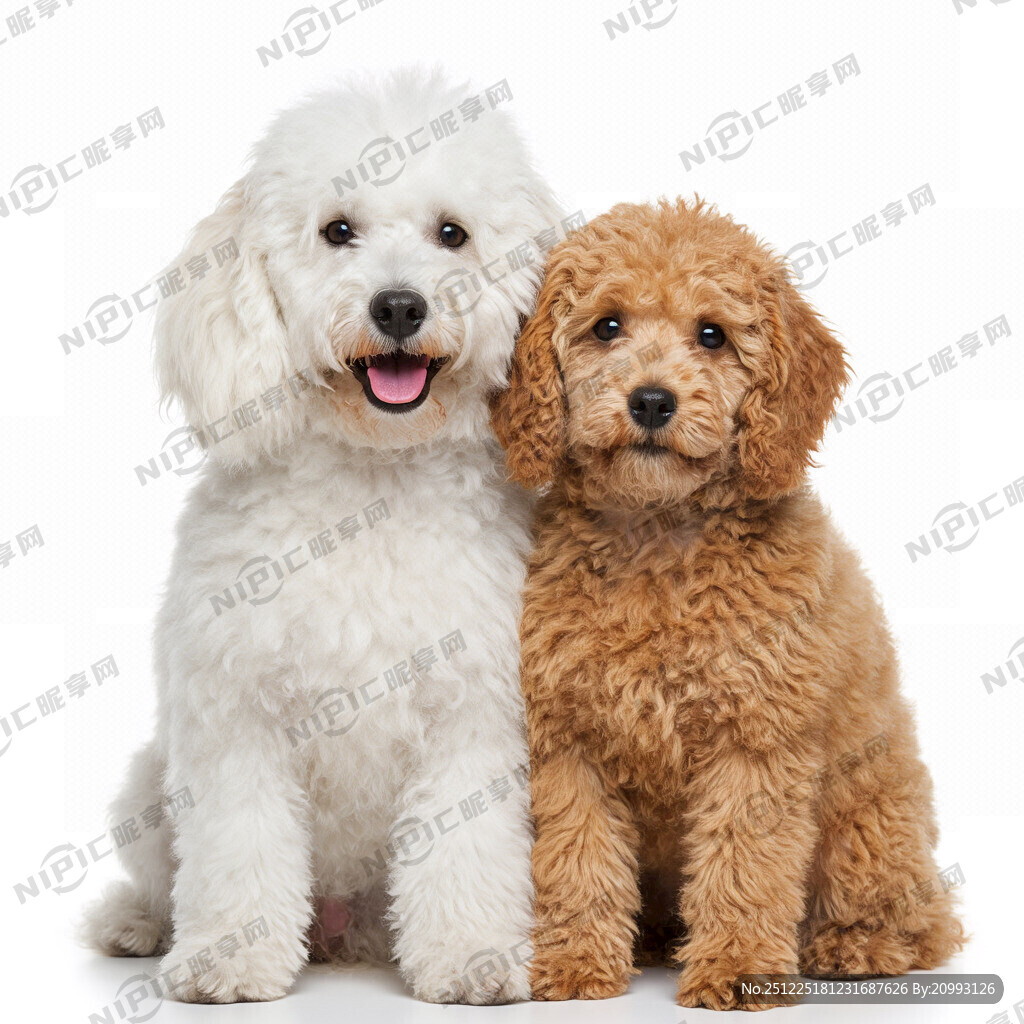 白底 开心的正面坐朝镜头 一只