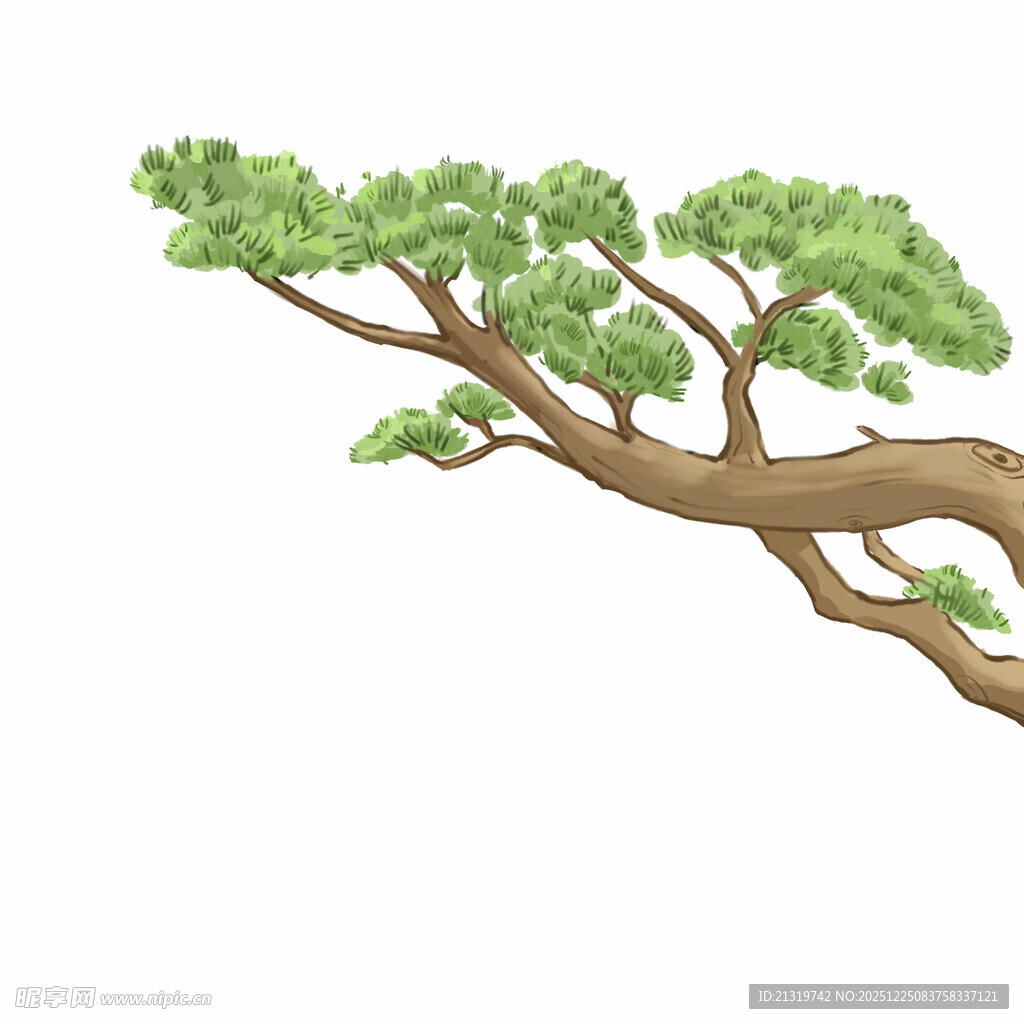 松树插画