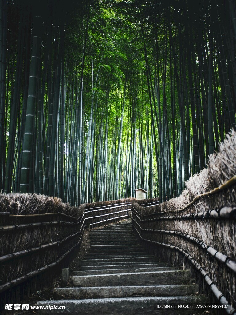 幽谧竹林中的蜿蜒石阶