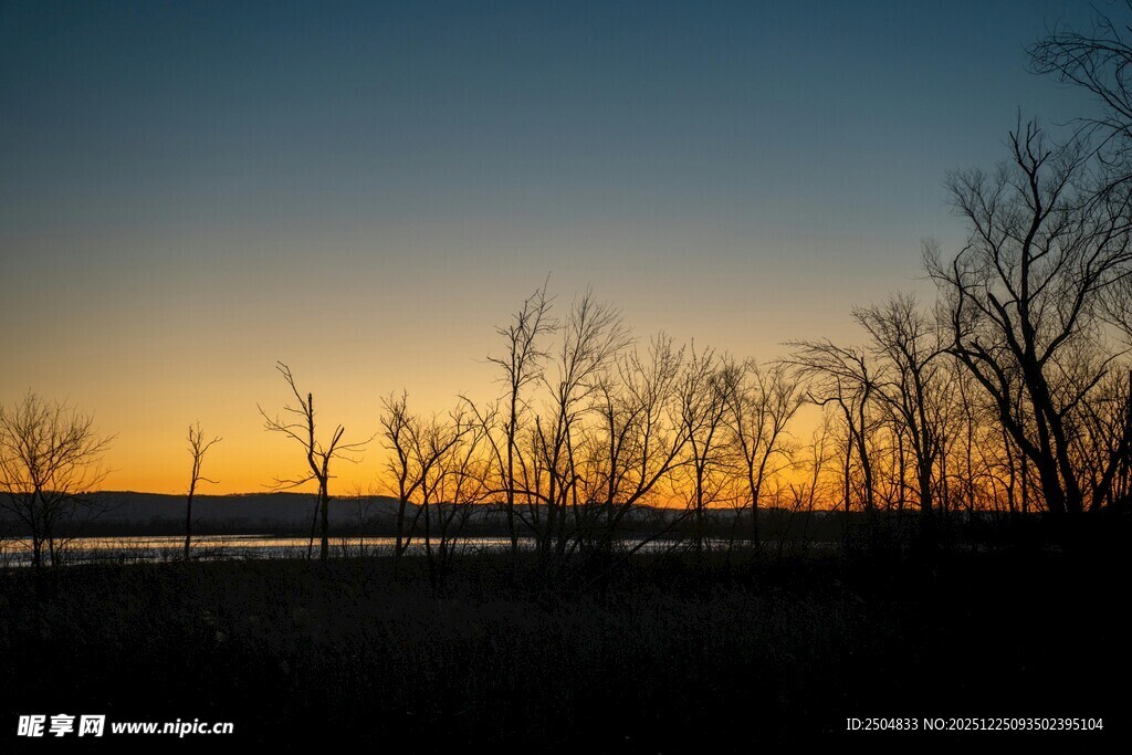 黄昏下的枯树林景观