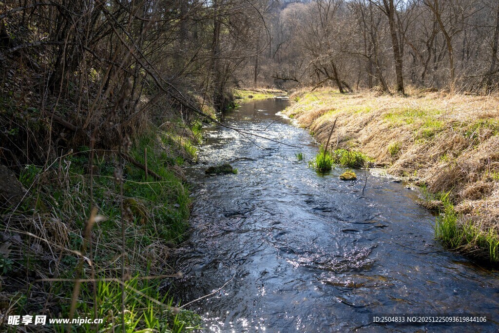 春日林间潺潺小溪
