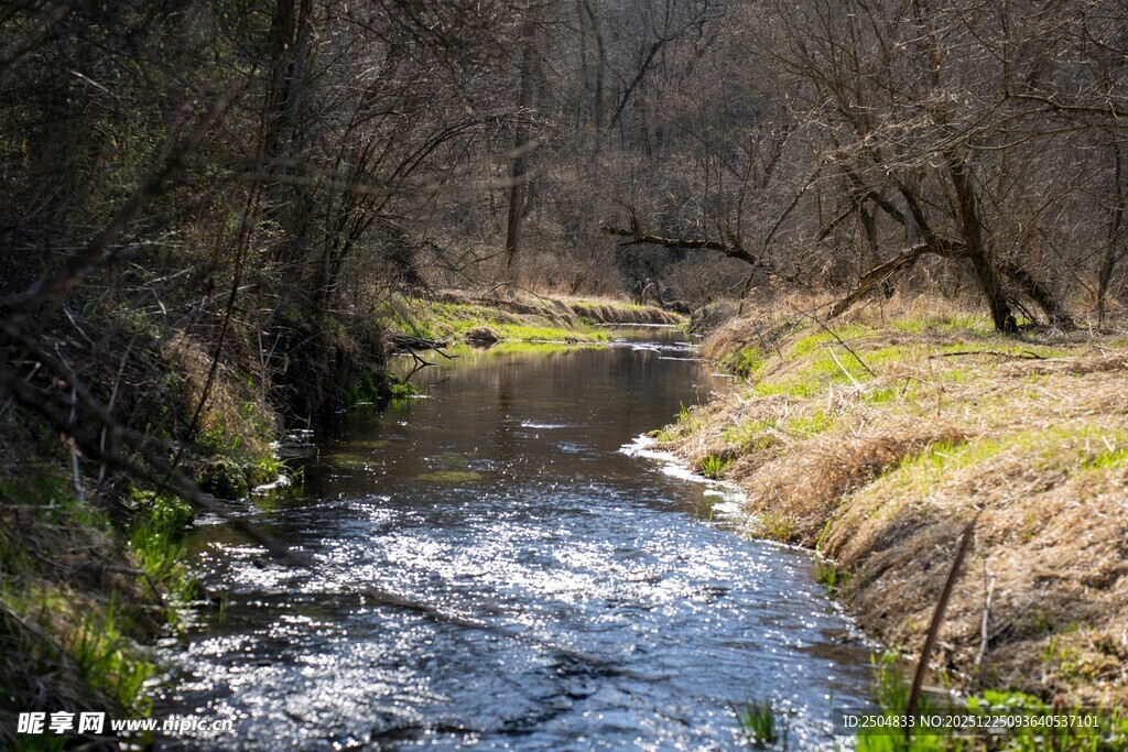 林间潺潺溪流美景