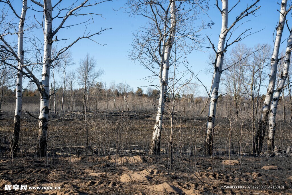 冬日白桦林景观