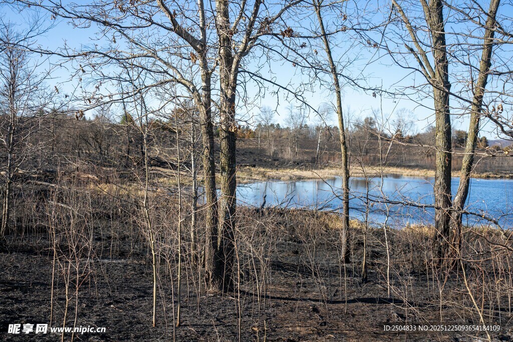 冬日湖畔枯树林景观