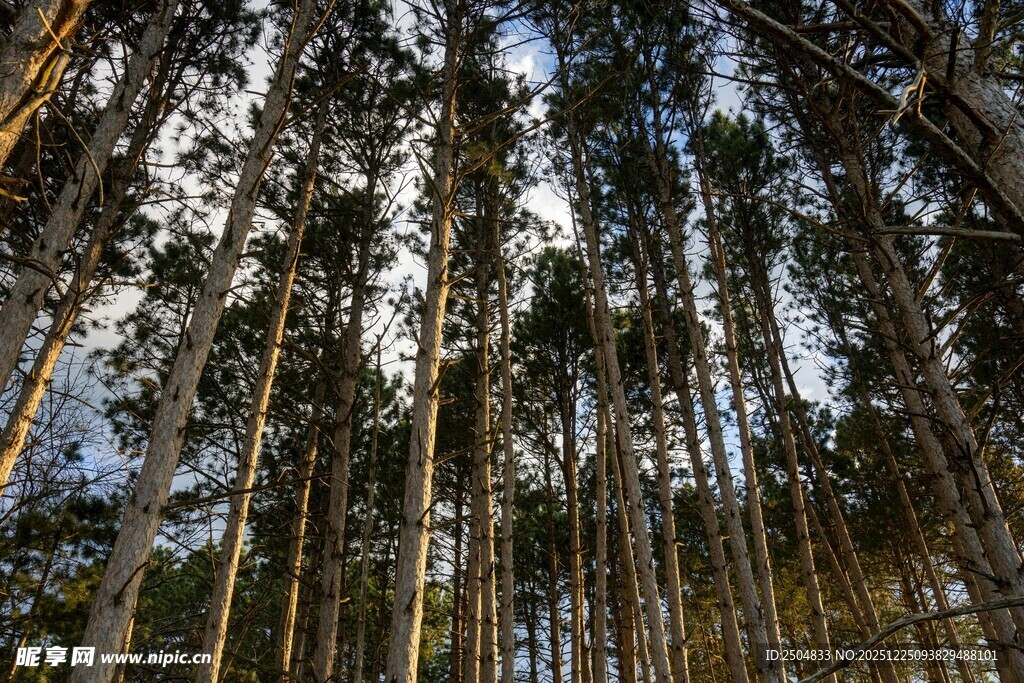 茂密森林中的高耸树木