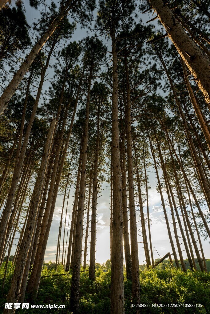 阳光洒落的茂密森林