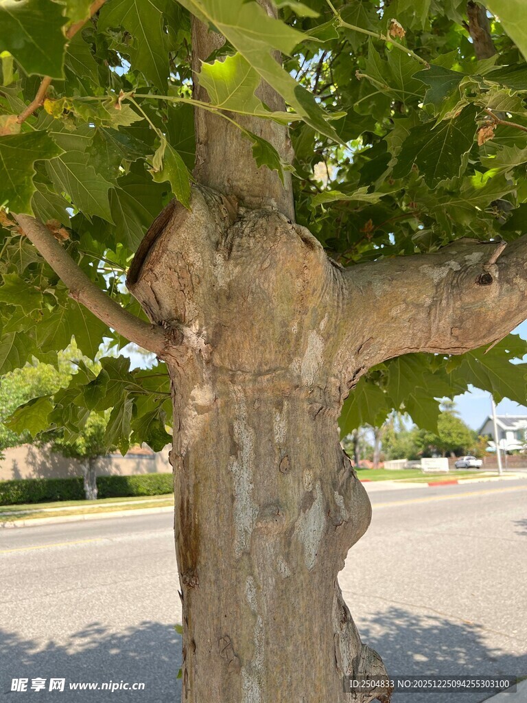 粗壮斑驳的大树树干