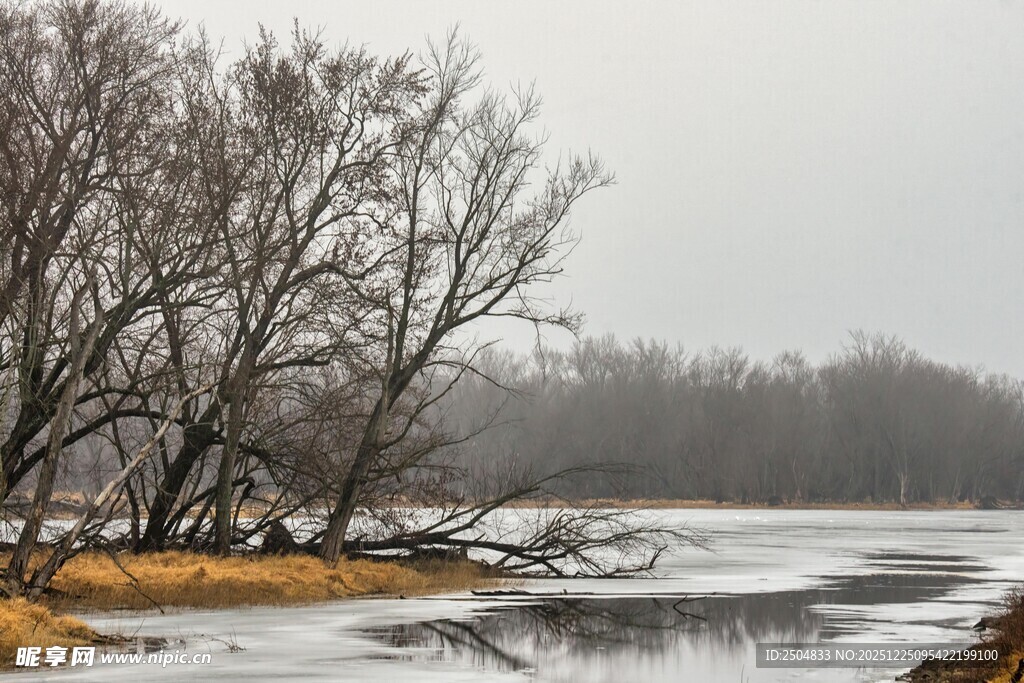 冬日河畔枯树雪景
