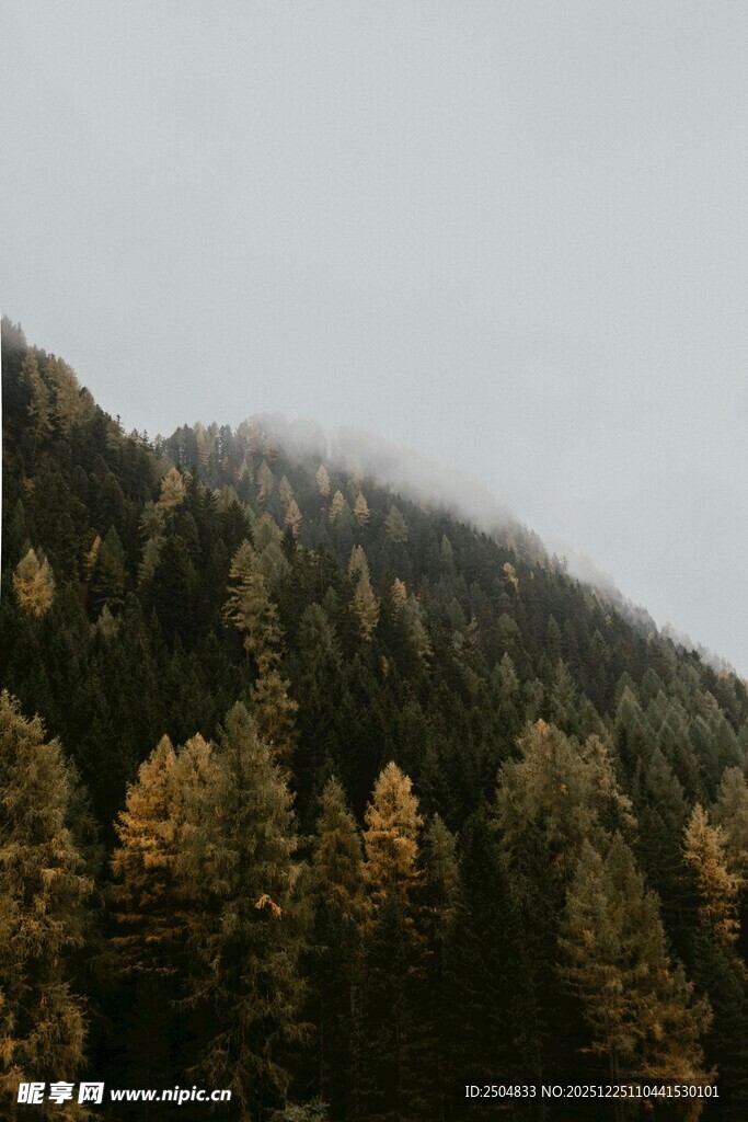 云雾缭绕的多彩山林