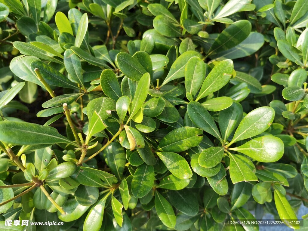 翠绿繁茂的绿植叶片