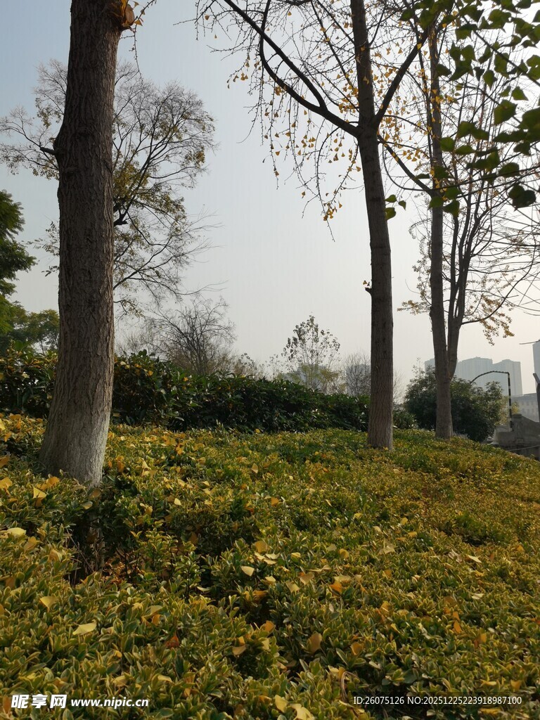 春日林间黄花繁茂景象