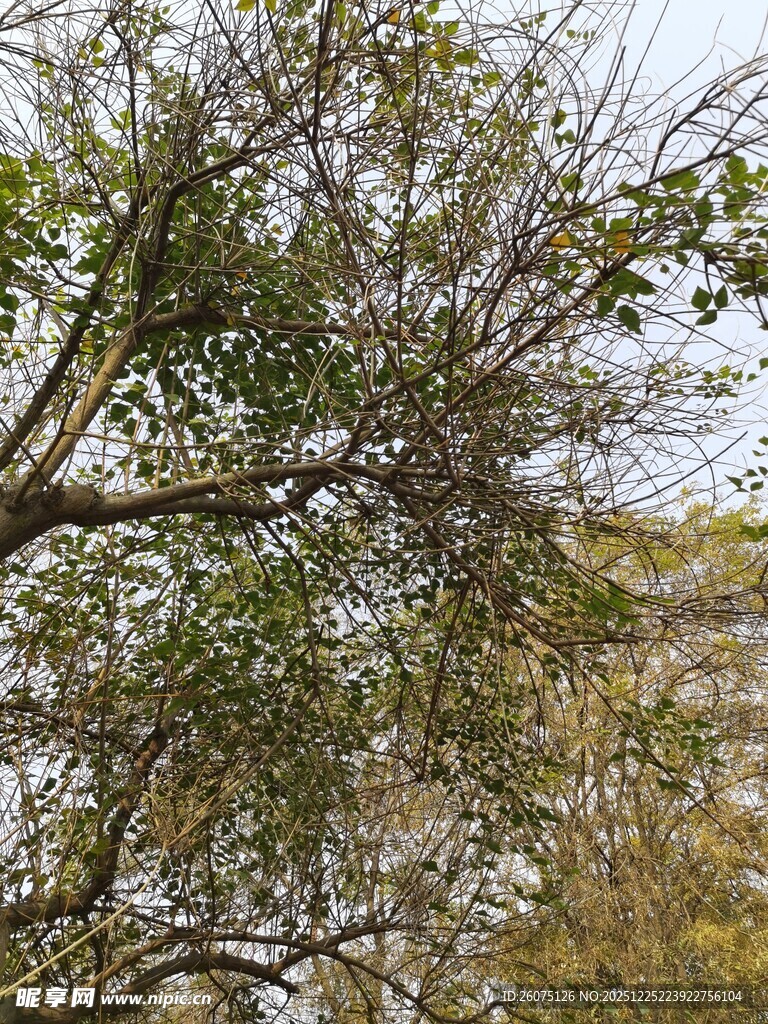 枝叶繁茂的树木景观