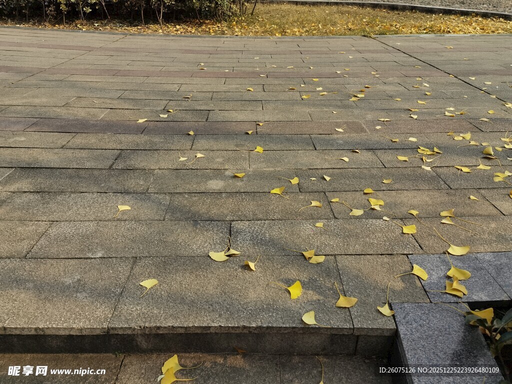地面散落的金黄银杏叶