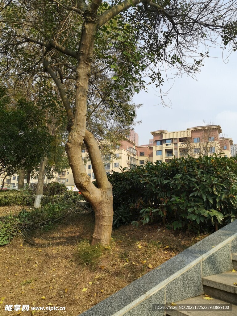 公园小径旁的树木与建筑