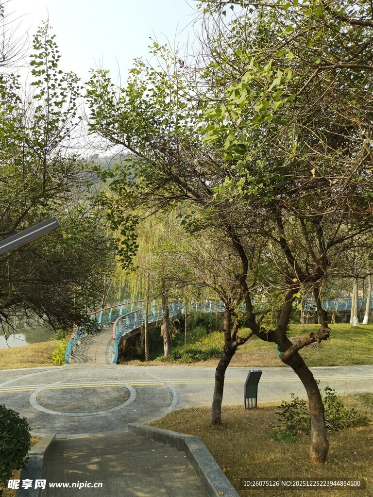 公园内的绿树与蜿蜒小径