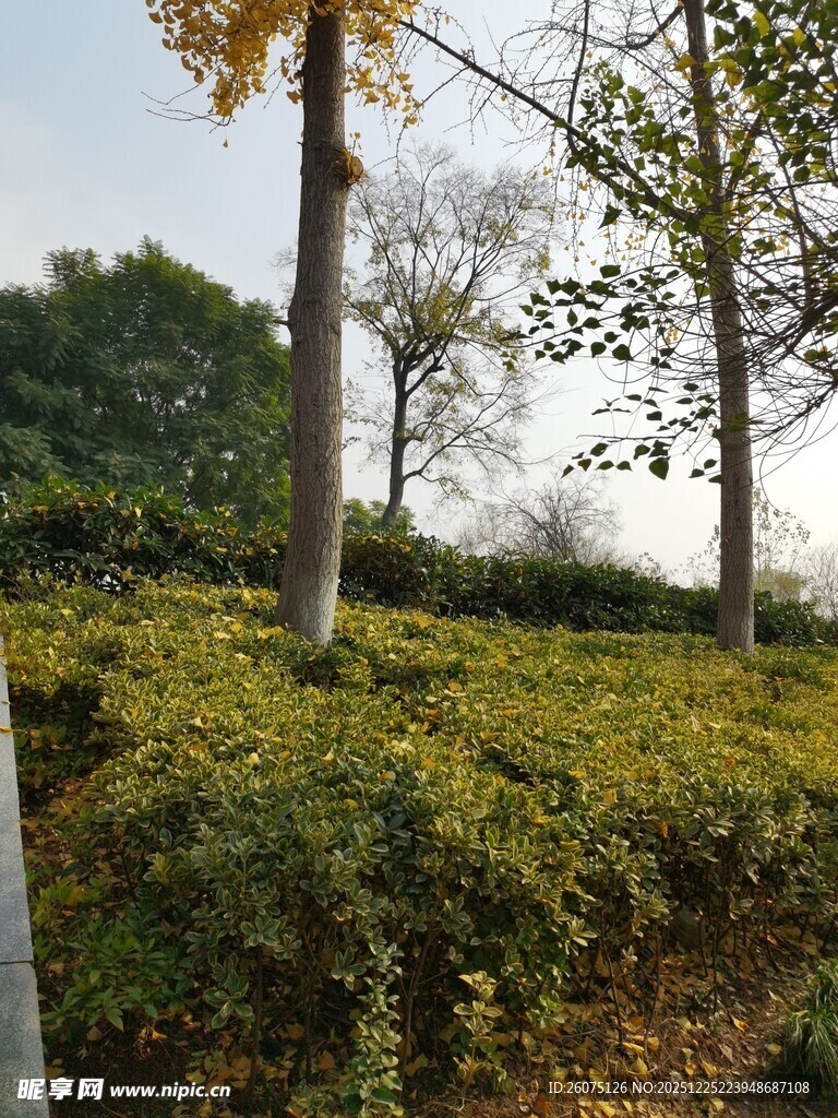 秋日园林绿植景观