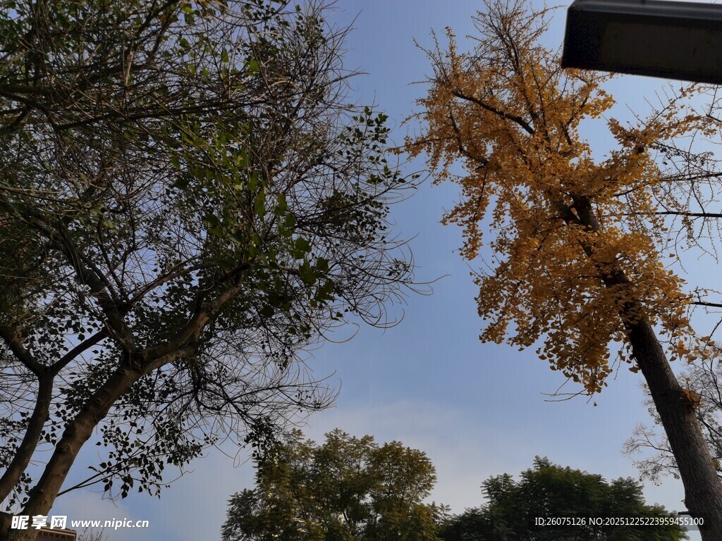 秋日银杏与绿树相映成趣