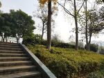 公园石阶旁的绿植与树木