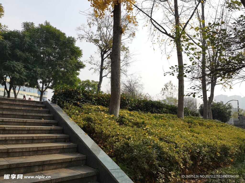 公园石阶旁的绿植与树木