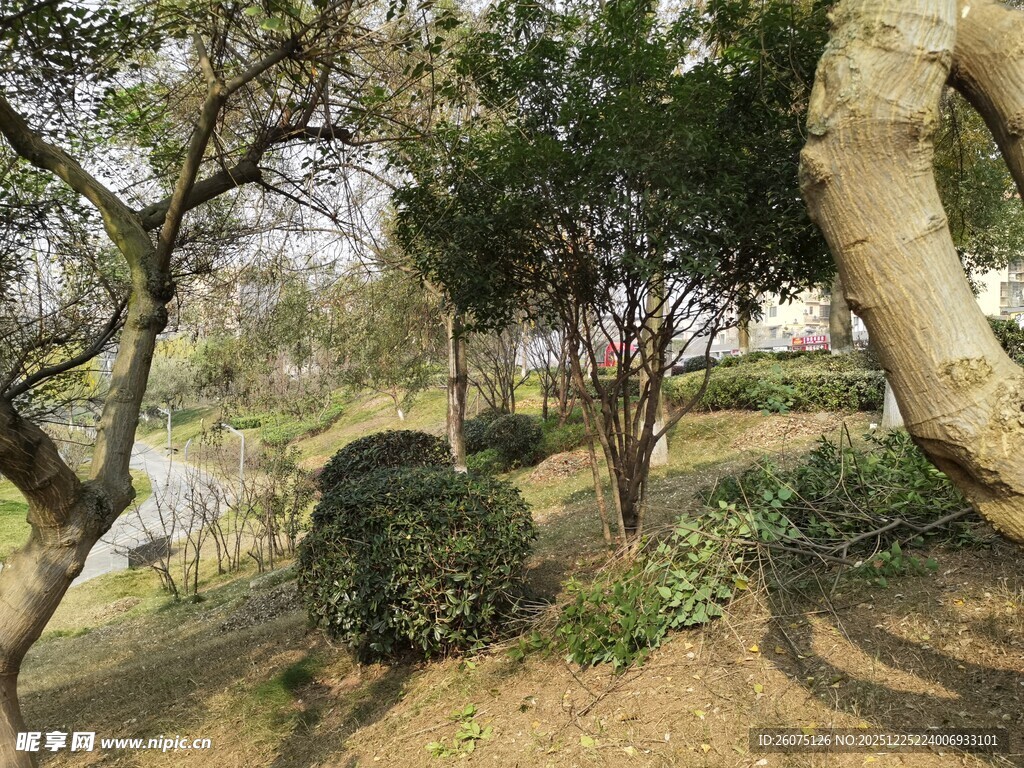 园林景观中的树木与灌木