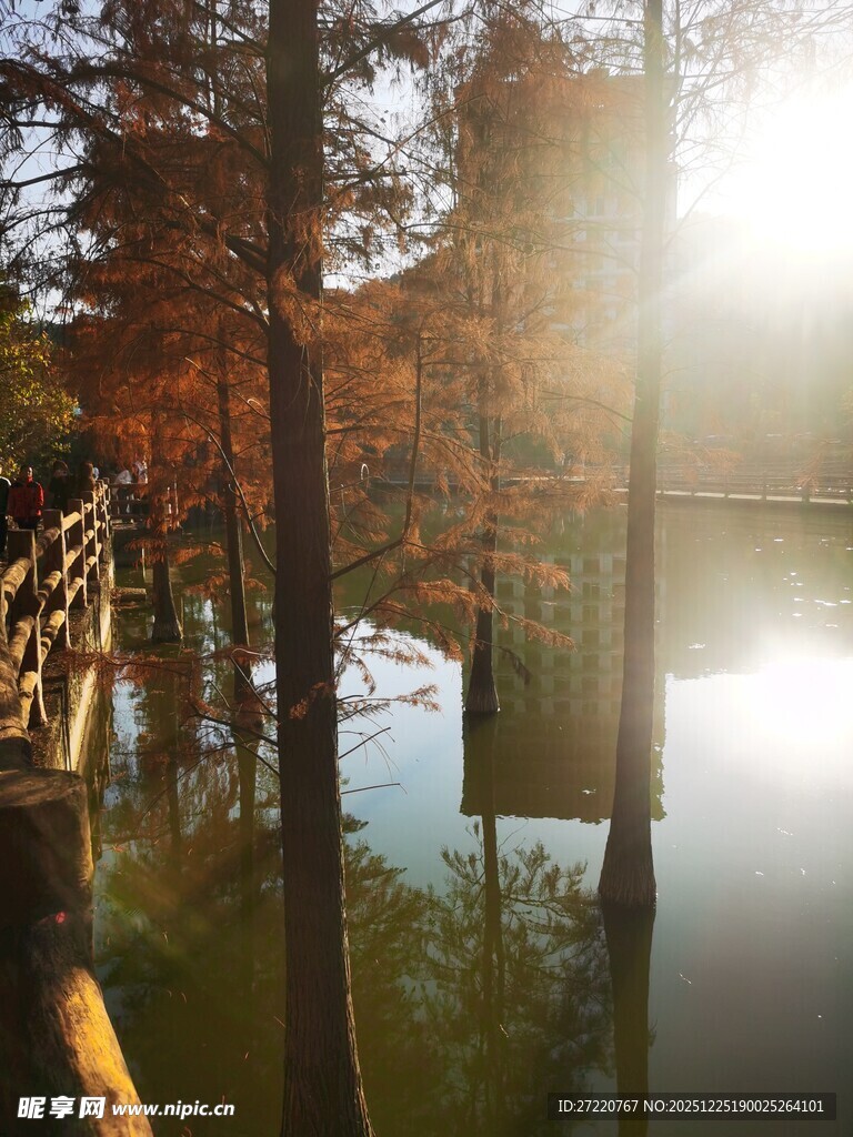 秋日水畔树林的静谧美景 落羽杉