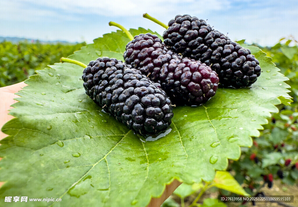 新鲜桑葚置于绿叶之上