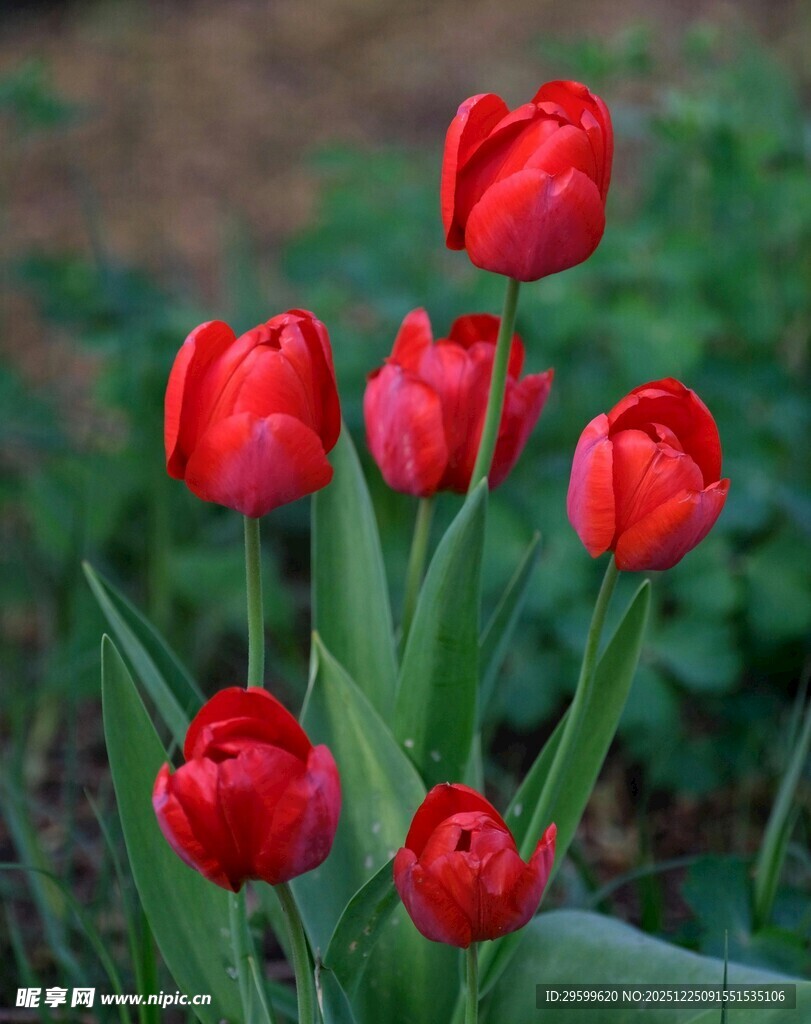 鲜艳红郁金香绽放