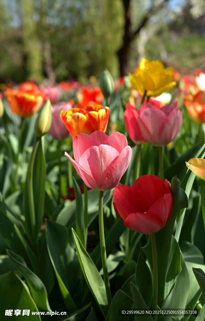 多彩郁金香绽放的美景