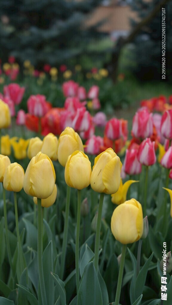 多彩郁金香绽放花园