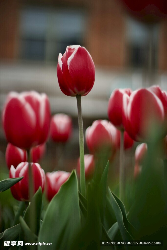 娇艳红郁金香绽放