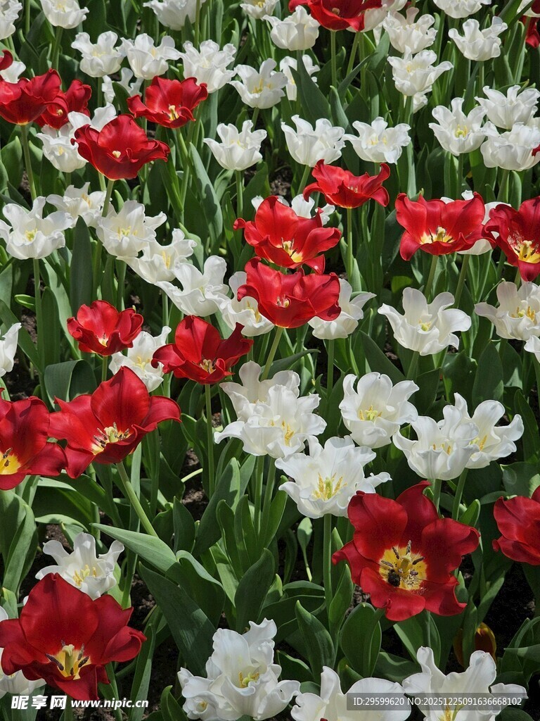 红白相间郁金香花海