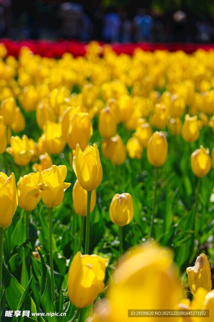 金黄郁金香花海美景