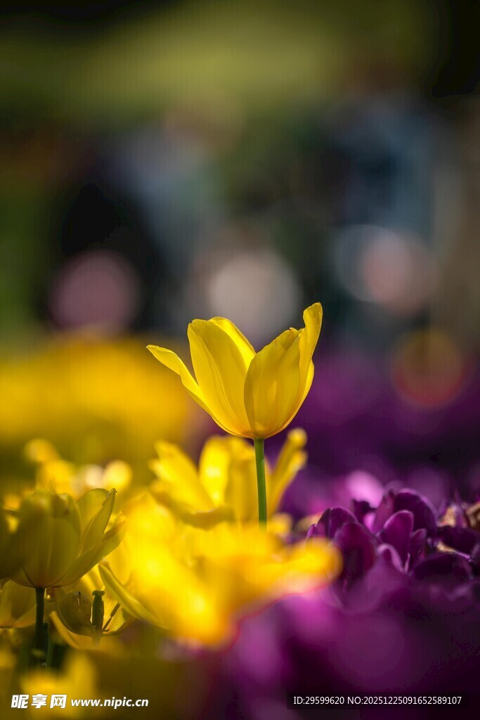 多彩花丛中的黄色小花