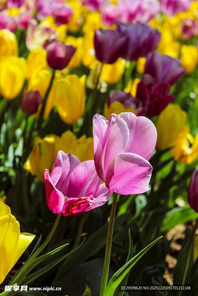 多彩郁金香绽放的美丽