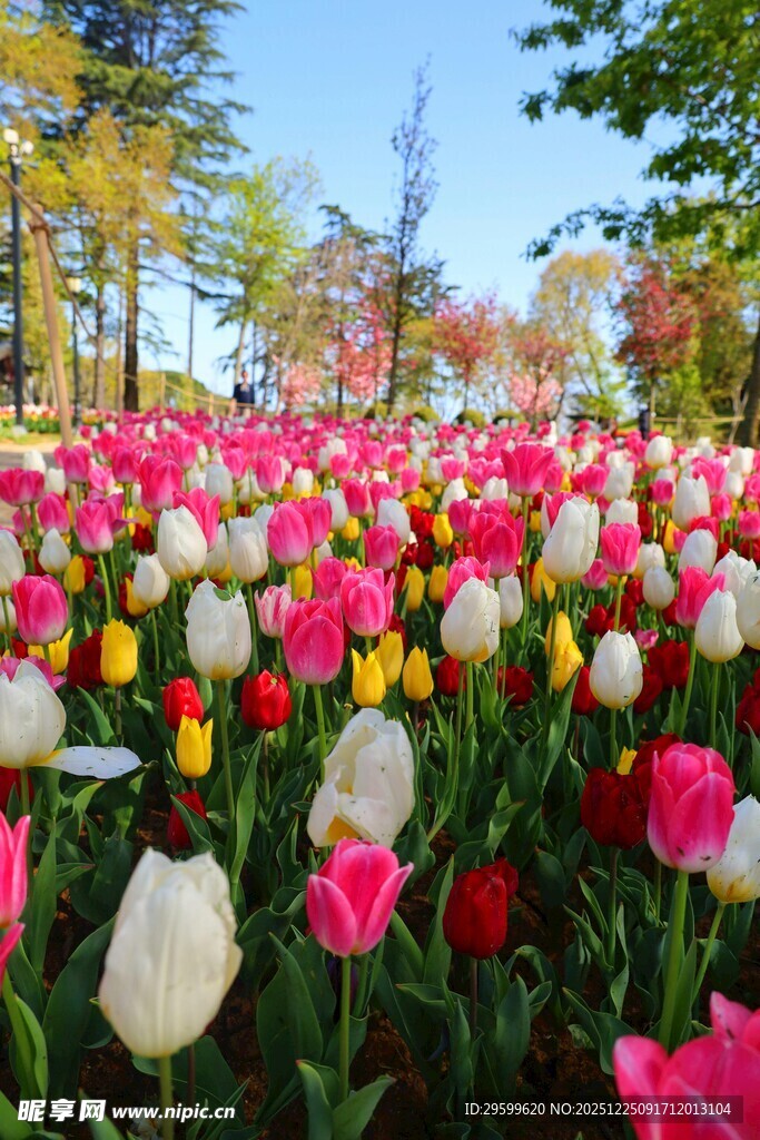 多彩郁金香花海美景