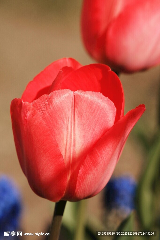 娇艳红郁金香绽放