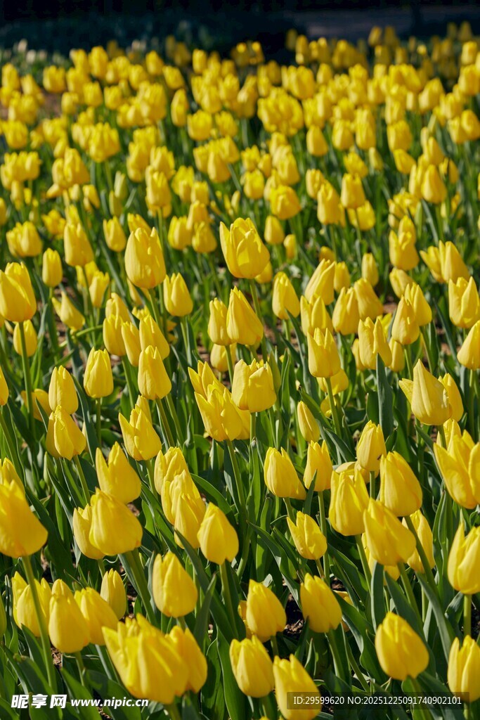 金黄郁金香花海绽放