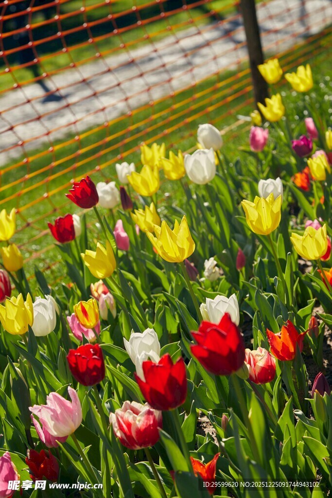 多彩郁金香绽放花园